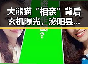大熊猫“相亲”背后玄机曝光,泌阳县塑胶跑道问题引发关注