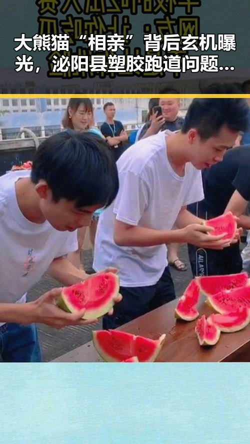 大熊猫“相亲”背后玄机曝光,泌阳县塑胶跑道问题引发关注